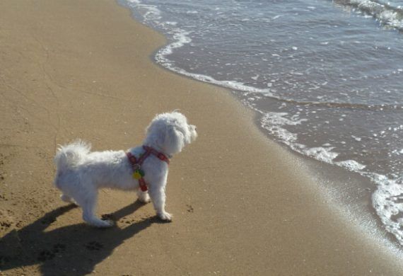 Playas para ir con tu mascota este verano