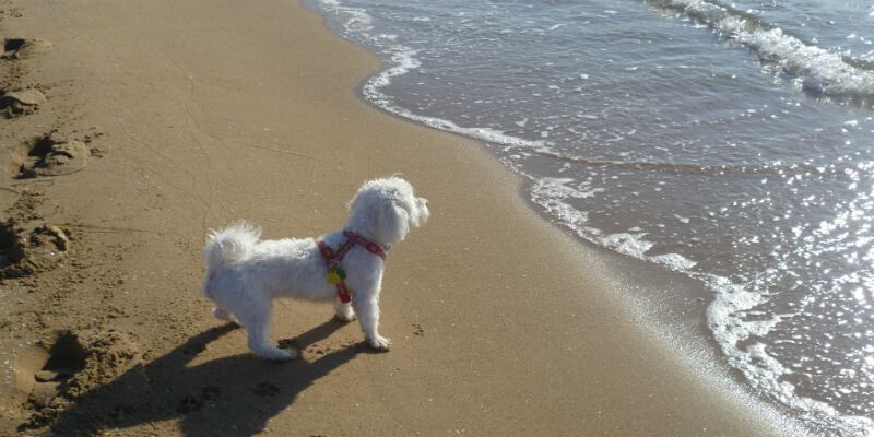 Playas para ir con tu mascota este verano