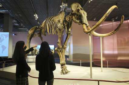 Exposición Mamut. El gigante de la Edad de Hielo